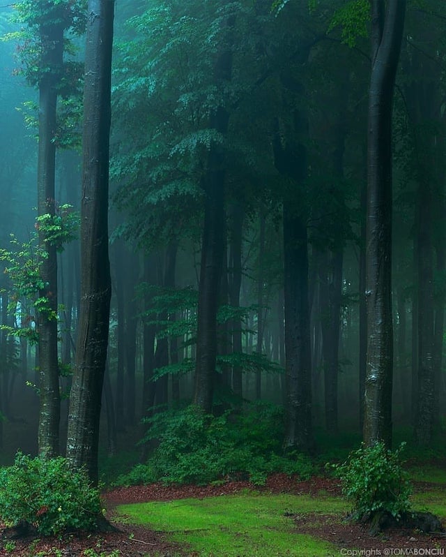 Bosque nebuloso en Rumania